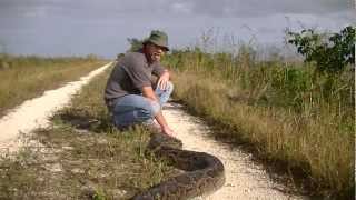 142quot Python Caught in Everglades [upl. by Irroc]