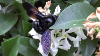 Xylocopa violacea [upl. by Sivart]