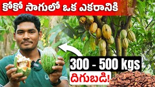 How To Start Coco Fruit Farming  Cocoa Farming in Telugu  Farming Tips in Telugu [upl. by Shamrao836]