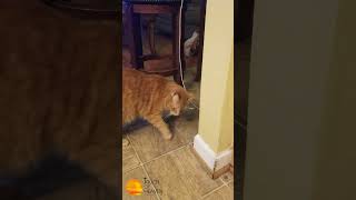 MorningswithMurray cat catvideos catlover humor funny fun joy humorous laugh laughter [upl. by Zephan]