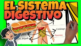 🥝 El SISTEMA DIGESTIVO del CUERPO HUMANO para NIÑOS de PRIMARIA [upl. by Ly]