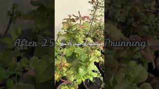 Transform Your Roses  Stunning Results After Pruning [upl. by Nimaynib]