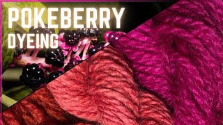 How to Dye with Pokeberry I Pokeweed WildcraftDyeing [upl. by Casmey]