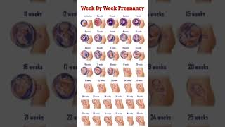 Pregnancy Week By Week ll 1  41 Weeks Fental Development [upl. by Primaveria]