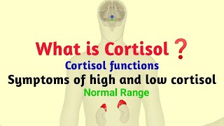 What is cortisol in hindi cortisol function  symptoms of high and low cortisol  Normal range [upl. by Neeliak]