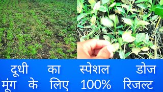 दूधी की नई स्पेशल दवाई 100 रिजल्ट जरूर देखे [upl. by Eissoj]