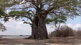 Afrika Der Malawisee  See der Sterne DOKU [upl. by Hachman]