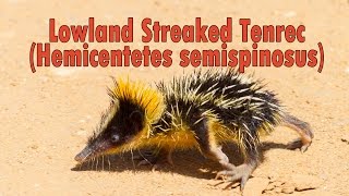 Tanrek  Lowland Streaked Tenrec Hemicentetes semispinosus [upl. by Suivat]