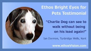 Dog Cataract Treatment Eye Drops Testimonial Video [upl. by Seafowl]