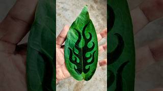 Flame on Sugar Apple Leaf [upl. by Royce]