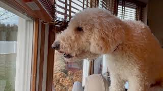 Goldendoodle barking like a guard dog  when he sees squirrels [upl. by Derwin]