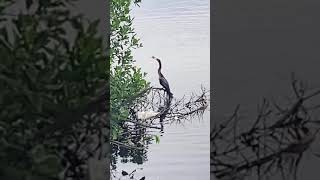 Anhinga Enjoying Fesh Catch fishing birds florida [upl. by Nnylylloh]