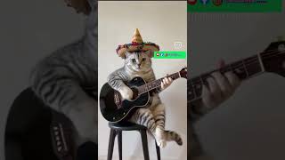 Jar karone chhar lam song foryou cat cute ytshorts shorts catdance music [upl. by Carrol]