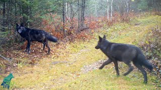 Almost entirely black wolf pack in northern Minnesota [upl. by Dirtsa]