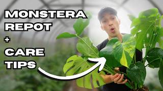 How to Care for amp Repot Your Monstera Deliciosa  Beginner Plant Care Guide 🌱 [upl. by Falcone790]