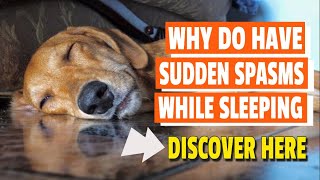 🐶WHY Do Dogs Have Sudden Spasms While Sleeping [upl. by Jyoti]