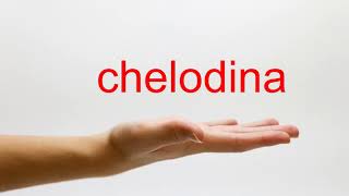 How to Pronounce chelodina  American English [upl. by Larissa]