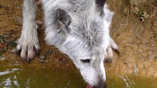 Nice Wolf drinking  HD [upl. by Tisdale]