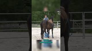 What if your horse doesnt stand at the mounting block equestrian younghorse horsetraining horse [upl. by Nnaillij]