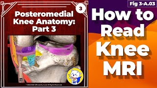 Fig 3A03 Posteromedial Knee Anatomy Part 2 [upl. by Bonni]