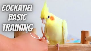 Cockatiel Training for Beginners [upl. by Etnaud]