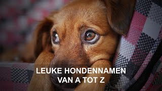 Leuke hondennamen  Van A tot Z [upl. by Narmis280]