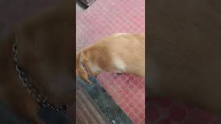 labrador dog  how to play with labrador dog Max doglover [upl. by Taam]