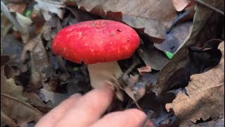 Uncover Natures Hidden Treasures A Journey into Forest Mushroom Foraging The Mushroom Era asmr [upl. by Dedric]