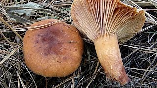 Narandžasta mlečnica  Lactarius aurantiacus 25122017 [upl. by Bucher]