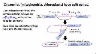 1962 Origins of introns [upl. by Neirol]