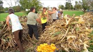 Desfolhada do milho  Husking of the maize [upl. by Ahsiak]