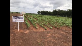 Spotlight on Climate Smart Innovations The CSIRSARI Technology Park in Tamale Ghana 🇬🇭 [upl. by Quintin]