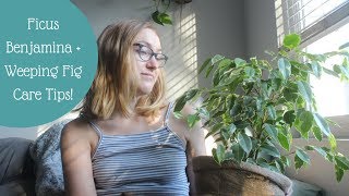 Weeping Fig  Ficus Benjamina Care Tips [upl. by Annoirb955]