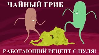 Чайный гриб с нуля Без плесени Работающий рецепт [upl. by Elatnahs]