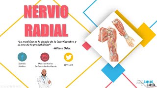 Anatomía  Nervio Radial Trayecto Ramos y Lesión [upl. by Naes]