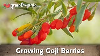 Growing Organic Goji Berries [upl. by Luther]