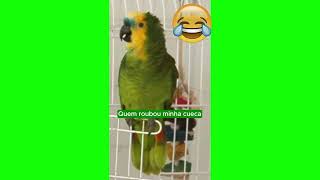 PAPAGAIO CANTANDO MUITO IIII [upl. by Neeroc]