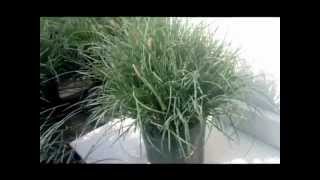 Carex Blue Zinger Blue Sedge Grass [upl. by Novyat]