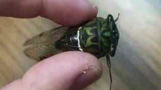 Buzzing Cicada [upl. by Garrik419]