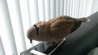 Pet dove Skippy bow cooing on the phone and cooing to me [upl. by Bandler]