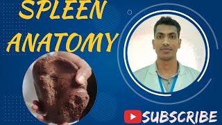 Spleen Viscera Bangla Demo Abdomen Anatomy anatomy viscera viva [upl. by Nahtonoj]