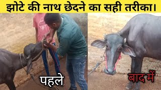 झोटे की नाथ छेदने का सही तरीका l piercing of nostrils in bull l Nath l Piercing l fayeem vlogs [upl. by English]