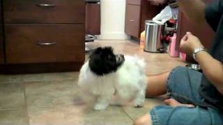 Best Top Ten Puppy Tricks by Banzai the Havanese at 3 months [upl. by Sollars152]