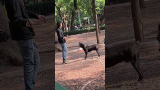 Perros ladrando a su entrenador en el parque [upl. by Okwu283]