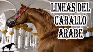 Lo Que No Sabias Del Caballo Arabe 🐴Del Cerro Soy [upl. by Ilajna]