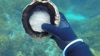 Abalone Diving Tasmania  Clearest Water Ever [upl. by Htide]