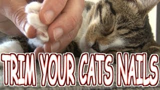 How to trimcut your cats nails the HUMANE WAY  Tutorial [upl. by Odrarej658]