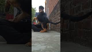 Prank with Janson 😢 dogpranks doglover animalshorts puppy [upl. by Plotkin]