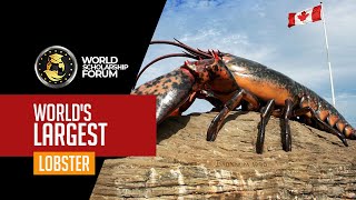 World’s Largest Lobster [upl. by Asor332]