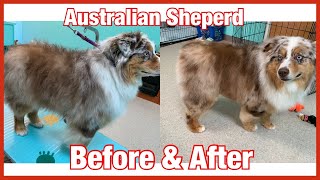 ✂️🐶Grooming a big Australian Shepherd ✂️ Undercoat removal and hand scissoring🐶 [upl. by Yreme]